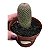 Cacto Mammillaria Matudae /cacto Membro- Pote 11 - Imagem 1