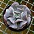 Suculenta Echeveria Cubic Frost - Imagem 2