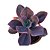 Kit Suculentas Hibridas Gigantes  (3 GIBBIFLORAS) - Imagem 5