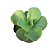 Kit Suculentas Hibridas Gigantes  (3 GIBBIFLORAS) - Imagem 3