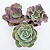 Kit Suculentas Hibridas Gigantes  (3 GIBBIFLORAS) - Imagem 1