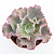 Kit Suculentas Hibridas Gigantes  (3 GIBBIFLORAS) - Imagem 2