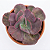 Kit Suculentas Hibridas Gigantes  (3 GIBBIFLORAS) - Imagem 4