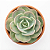 Kit Suculentas Hibridas Gigantes  (3 GIBBIFLORAS) - Imagem 3