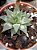 Haworthia Turgida Grey Ghost Variegata pote 11 - Imagem 1