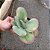 Suculenta Kalanchoe Fantastic,Orelha De Elefante Variegata - Imagem 3