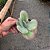 Suculenta Kalanchoe Fantastic,Orelha De Elefante Variegata - Imagem 1