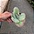 Suculenta Kalanchoe Fantastic,Orelha De Elefante Variegata - Imagem 2