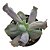 Suculenta Echeveria Culibra - Imagem 1