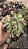 Suculenta Aeonium Castello Paivae pote 9 - Imagem 2