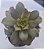 Planta Suculenta Aeonium Kiwi - Imagem 2