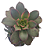 Planta Suculenta Aeonium Kiwi - Imagem 1