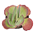 Suculenta Kalanchoe thyrsiflora – Orelha-de-Elefante - Imagem 3