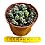 Suculenta Crassula Corallina pote 9 - Imagem 2