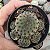 Cacto Sulcorebutia Rauschii (colonia)vaso 9cm - Imagem 3