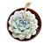 Planta Suculenta Echeveria Hiarium pt 9 - Imagem 1