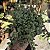 Planta Suculenta Cotyledon Pendens Cuia 13 - Imagem 2