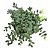 Planta Suculenta Cotyledon Pendens Cuia 13 - Imagem 1