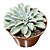 Planta Suculenta Echeveria Fantastic Fountain pote 9 cm - Imagem 2
