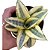 Sansevieria Hahnii Golden/mini Espadinha Variegata Pote 11 - Imagem 1