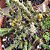 Planta Euphorbia Dichroa (vaso 11cm) - Imagem 2