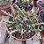 Planta Euphorbia Dichroa (vaso 11cm) - Imagem 3