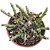 Planta Euphorbia Dichroa (vaso 11cm) - Imagem 1