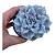 Suculenta Crispate Beauty, Planta Natural - Imagem 1
