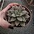 Suculenta Graptoveria Araluen Gem - Imagem 3
