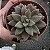 Suculenta Graptoveria Araluen Gem - Imagem 2