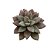 Suculenta Graptoveria Araluen Gem - Imagem 1