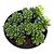 Planta Suculenta Sedum Crominosedum Little Gem - Imagem 1