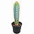 Cacto Azul Pilosocereus Azureus – Cacto Colunar de Coleção - Imagem 1