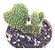 Cacto Opuntia Microdasys F. Cristata (orelha De Mickey) - Imagem 2