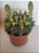Cacto Gymnocalycium Mihanovichii Variegata - Imagem 3
