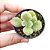 Suculenta Patinha de Urso – Cotyledon tomentosa - Imagem 1