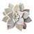 Planta Suculenta Echeveria Paraguaense - Imagem 1