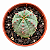 Planta Euphorbia Hybrid Obesa X Globosa - Imagem 1