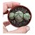 Planta Euphorbia Hybrid Obesa  X Globosa - Imagem 1