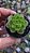 Suculenta Echeveria Letízia pote 6 - Imagem 4