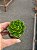Suculenta Echeveria Letízia pote 6 - Imagem 2