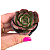 Planta Suculenta Echeveria Rauber Pote 6 - Imagem 1