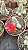 Cacto Echinopsis Chamaeceus - Imagem 4
