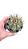 Cacto Cabeça Ou Coroa De Frade Melocactus Zehntneri - Imagem 1