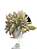Planta Suculenta Cristata de Gilva pote 6 - Imagem 3