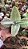 Suculenta Kalanchoe Orelha de Burro - Imagem 2