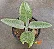 Suculenta Kalanchoe Orelha de Burro - Imagem 1