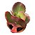 Kalanchoe Vivien - Imagem 1