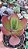 Kalanchoe Vivien - Imagem 2