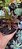 Suculenta Peperomia Graveolens - Imagem 2